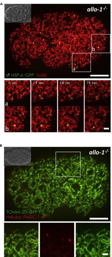 Figure 4. Stabilized sperm mitochondria are associated with maternal mitochondria