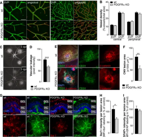 Figure 5. Vascular and inflammatory effects of specific deletion of PDGFRα in Müller cells.