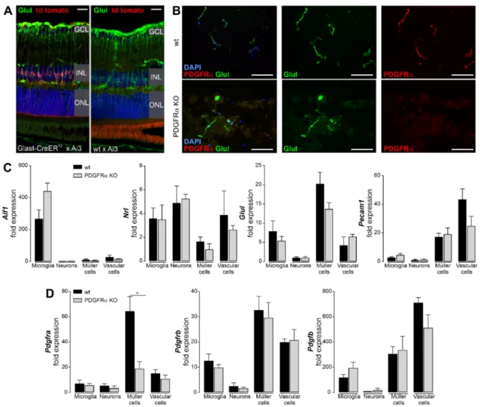 Figure 1. Validation of Müller cell-specific deletion of PDGFRα in tamoxifen-injected B6.Cg-Pdgfra tm8Sor /EiJ; B6.Cg-Glast- B6.Cg-Glast-CreER T2 double transgenic mouse line 4 weeks post-injection