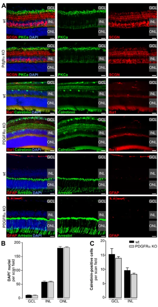 Figure 2. Characterization of retinal architecture in Müller cell-specific PDGFRα KO mice.