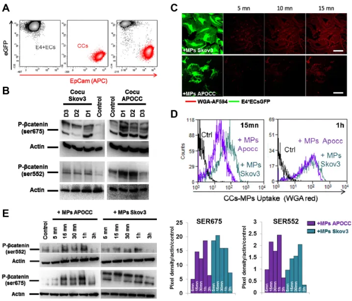 Figure 1. Ovarian cancer cells MPs trigger β-catenin phosphorylation in endothelial cells