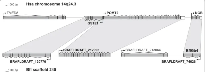 Figure 4 Conserved syntenic relationships of the B. floridae genomic region encompassing the BflGb4 gene and human (Hsa) chromosome 14, containing the NGB gene.