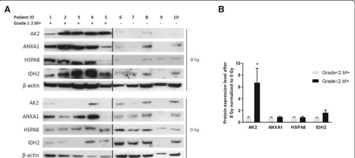 Fig. 3 NOX4 mRNA and protein levels are increased in PBMCs after ex-vivo irradiation. a mRNA expression of NOX family members in all patients ( n = 20; n = 7 with and n = 13 without grade ≥ 2 bf+) in non-irradiated PBMC samples was analyzed by qRT-PCR