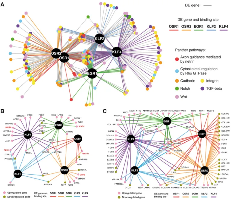 Fig. 9. Regulatory networks of CT-associated TFs. (A) Transcriptional regulatory network of the CT-associated TFs (black nodes) and their target genes related to the indicated signalling pathways (coloured nodes)