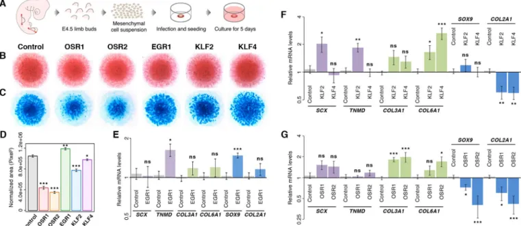 Fig. 2. Differentiation of limb mesenchymal cells following TF overexpression. (A) Chick mesenchymal cells were isolated from E4.5 limb buds and cultured at high density for 5 days