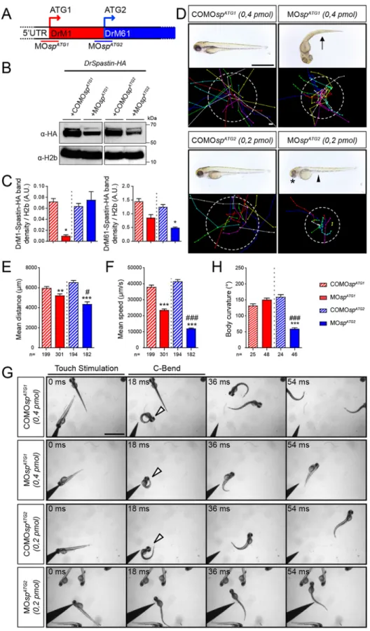 Fig. 2. The knockdown of each spastin isoform differentially alters larval locomotion