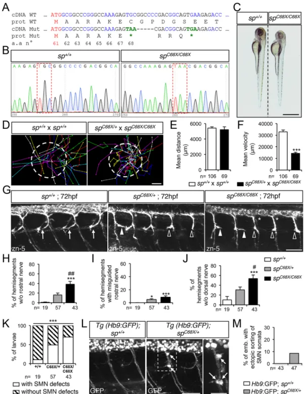 Fig. 5. Spastin CRISPR/Cas9 mutants show overlapping locomotor and SMN phenotypes with ATG1 and ATG2 morphants