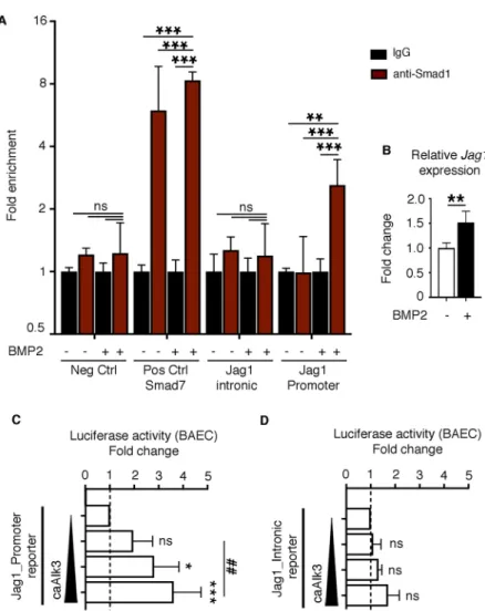 Fig. 4. Bmp-activated Smad1 binds to the Jag1 promoter.