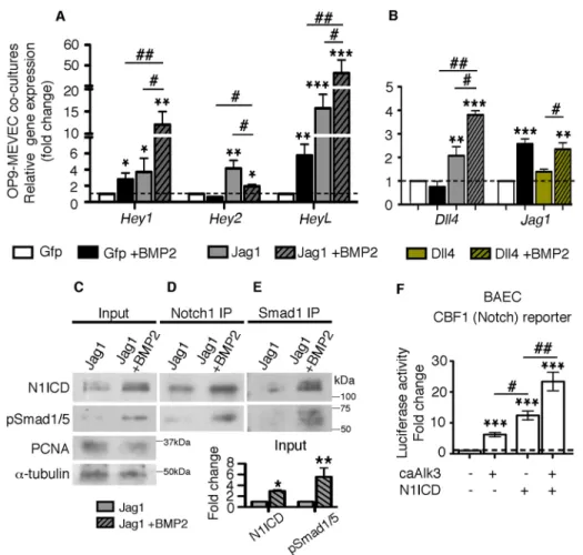 Fig. 5. Bmp-pSmad1/5 and Notch cooperation.