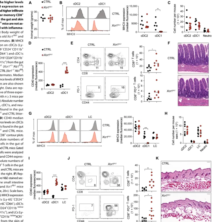 Fig. 2. The higher levels  of CD40 expression on  cDC1s and higher infiltrate  of effector memory CD8 + T cells in the gut and skin  of Xcr1 Ab1  mice are not  as-sociated with  inflamma-tion