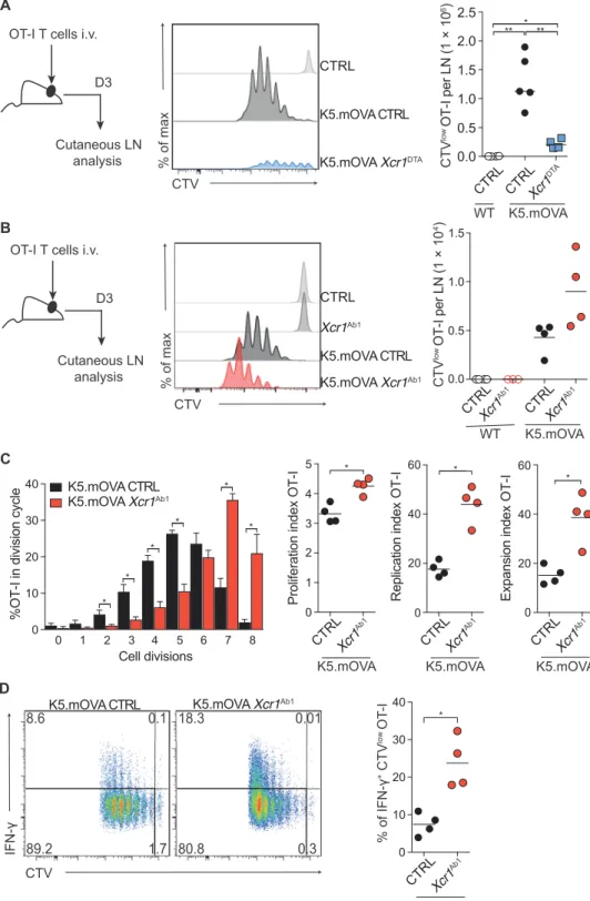 Fig. 3. MHCII-deficient cDC1s show enhanced  cross-priming capacity toward a keratinocyte-  expressed self-Ag