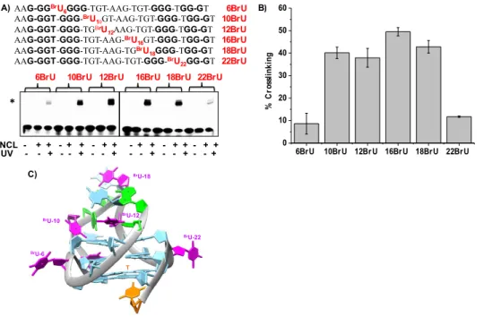 Figure 4. A) SDS PAGE analysis of photo-crosslinking of NCL with  32 P labelled single BrU substituted CEB25-L191  sequences (oligonucleotides 6BrU-22BrU)