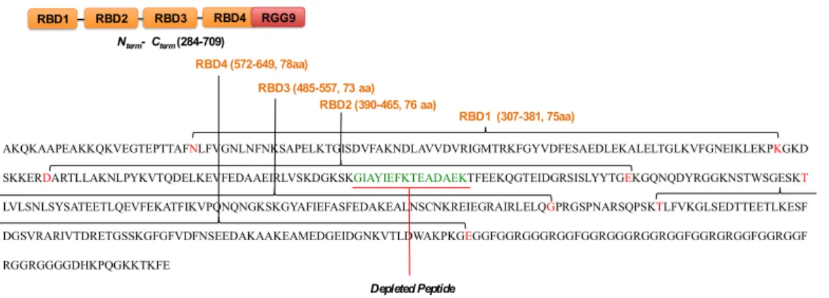 Figure 5. N-terminal sequence of NCL (284 to 709) showing the four RBD domains and RGG9 domain