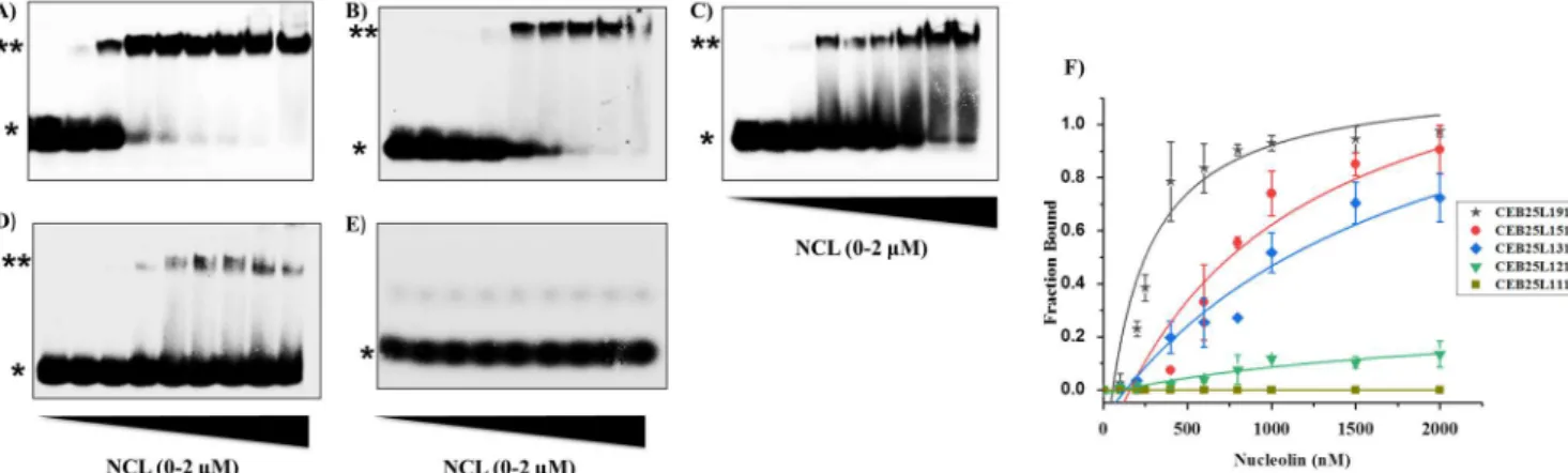 Figure 2: Gel electrophoresis (EMSA) analysis for determination of binding of NCL to CEB25 sequences A) CEB25- CEB25-L191 B) CEB25-L151 C) CEB25-L131 D) CEB25-L121 E) CEB25-L111