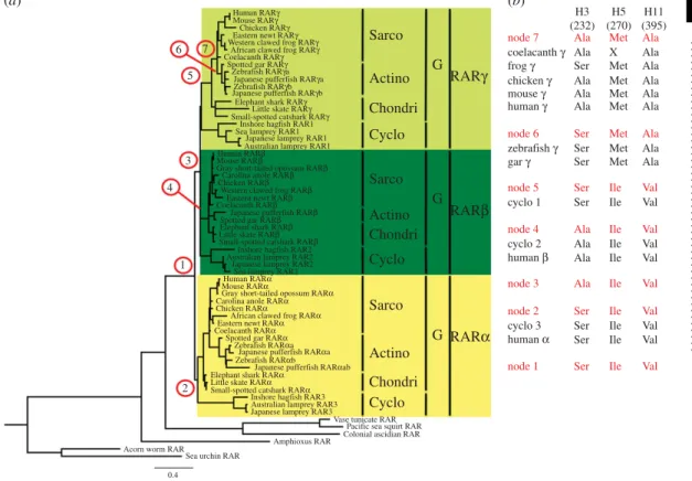 Figure 5. Calculation of ancestral retinoic acid receptor (RAR) sequences of vertebrates