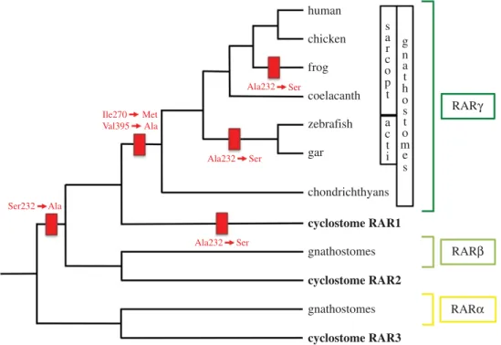 Figure 6. Inferred evolutionary history of retinoic acid receptors (RARs) and their ligand-binding pocket (LBP) structure in vertebrates.