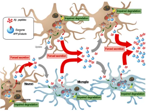 Figure 3. Transmissible endosomal intoxication. In neurodegenerative diseases such as Alzheimer′s  disease, the imbalance between endosomal/autophagic degradation and secretion in neurons,  induced or enhanced by C99 and Aβ 42  accumulation promotes their 