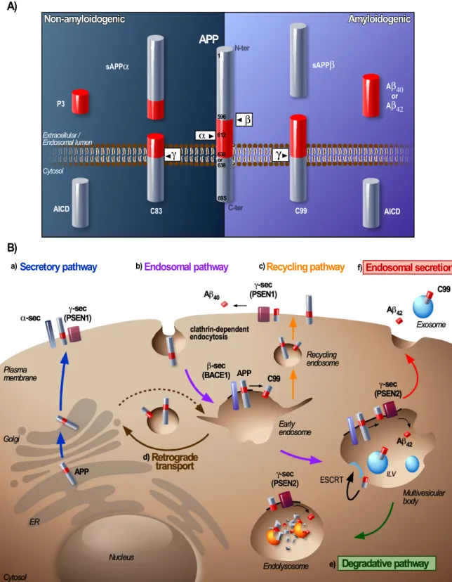 Figure 1. Processing and trafficking of amyloid precursor protein (APP) through the endolysosomal  pathway