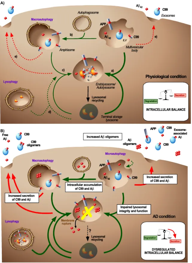 Figure 2. Balance between APP product degradation and secretion under normal and AD-associated  conditions