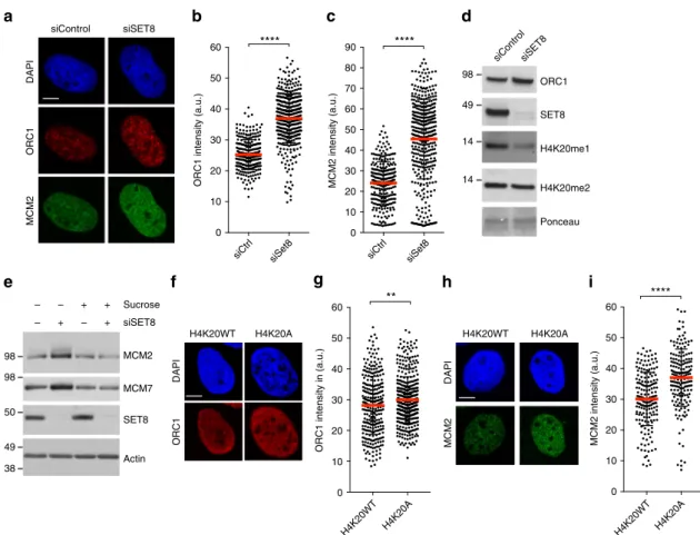 Fig. 3 Chromatin compaction threshold restricts excessive loading of replication licensing factors