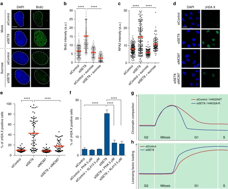 Fig. 4 Chromatin-mediated suppression of the MCM2-7 complex promotes genome integrity