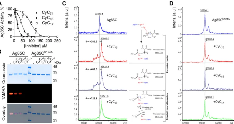 Figure 2. Inhibition of the Ag85C mycolyltransferase activity is mediated by the covalent binding of CyC analogs.A, the enzymatic activity of Ag85C was tested using a fluorescence-based assay in the presence of different concentrations of CyC 7␤ , CyC 8␤ ,