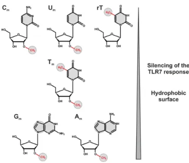Figure 7. Correlation between the hydrophobic surface of RNA modifi- modifi-cations and their immunosilencing potential