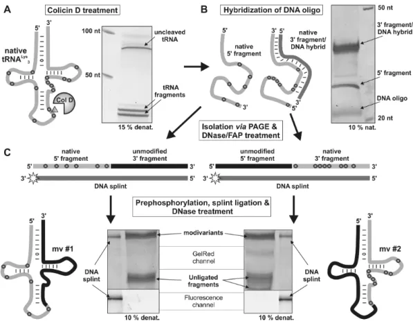 Figure 3. Colicin D-based molecular surgery and preparation of Lys3-modivariants. (A) Treatment of native tRNA Lys 3 (gray line, modifications indicated as gray dots) with Colicin D generated two fragments with 38 nt length (see PAGE analysis)