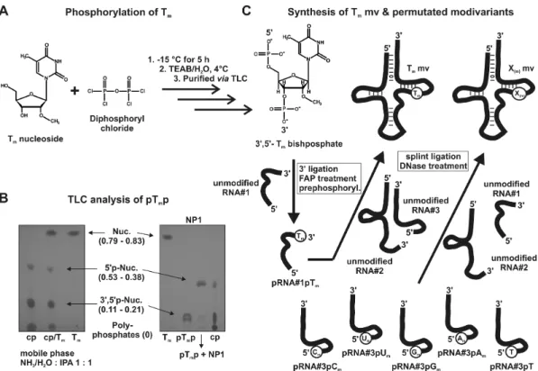 Figure 5. Synthesis of Tm mv &amp; permutated modivariants. (A) Reaction scheme describing the conversion of Tm to the corresponding bisphosphate by diphosphoryl chloride addition (B) Left part: TLC analysis of crude product (cp) showed the formation of 5 