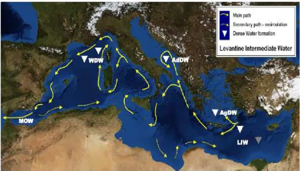 Fig. 2.3 Representation of the Levantine Intermediate Water circulation. Adapted from: 