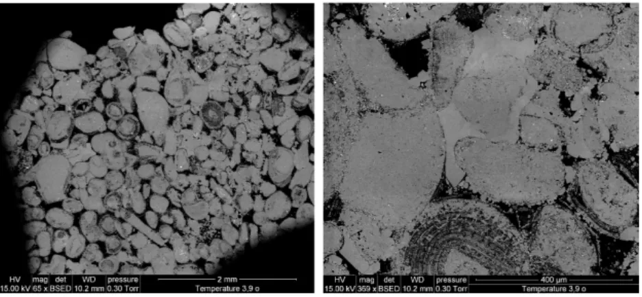 Fig. 5.9 – Observation de lames minces de l’´ echantillon calcaire de MonDeVille