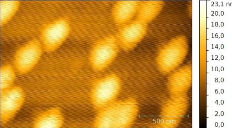Figure 4: AFM topography of nanospheres on a substrate 