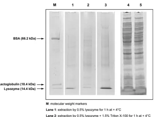 FIG. 1. SDS-PAGE profiles of Pseudomonas fluorescens proteins extracted by various protocols