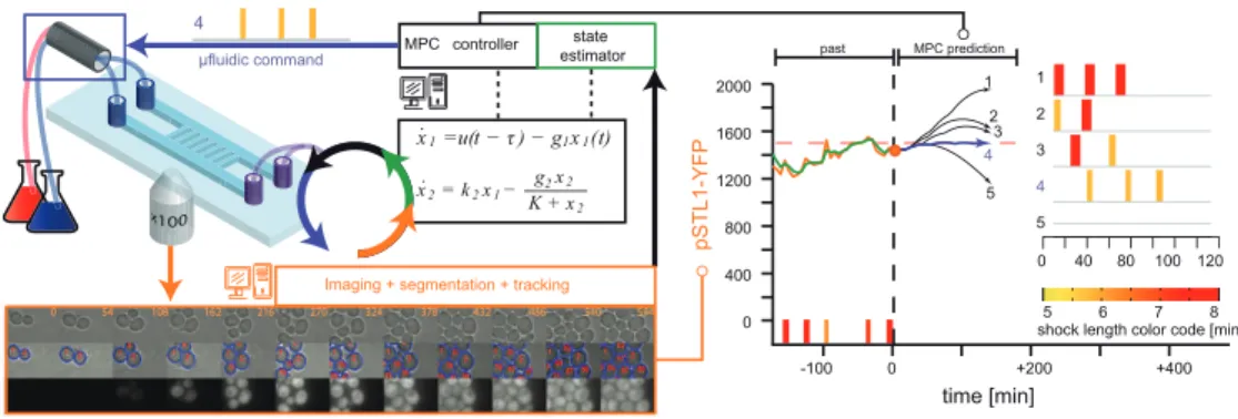 Figure 7: A platform for real-time control of gene expression in yeast. Yeast cells grow as a monolayer in a microfluidic device which enables to rapidly change the cells’ osmotic environment (valve, blue frame) and to image their response