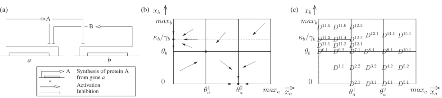 Fig. 1. (a) Simple genetic regulatory network consisting of two genes. (b) Sketch of the dynamics in the phase space of the two-gene network.