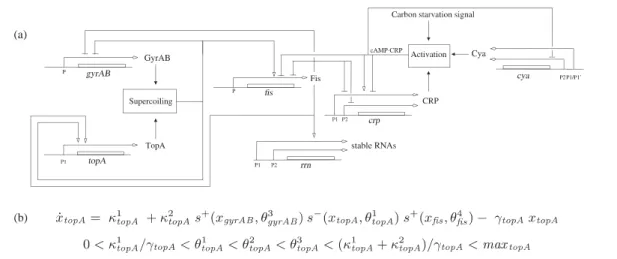 Fig. 4. (a) Network of key genes, proteins and regulatory interactions involved in the nutritional stress network in E.coli