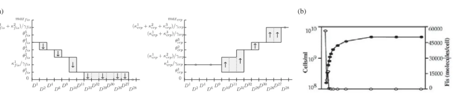 Fig. 5. Temporal evolution of the concentration of the proteins in the nutritional stress response network during the transition from exponential to stationary phase