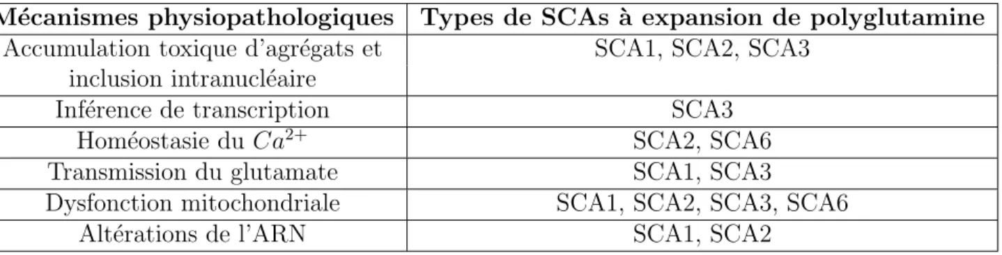Table 2.1 – M´ ecanismes physiopathologiques impliqu´ es dans les SCA ` a expansion de glutamine M´ ecanismes physiopathologiques Types de SCAs ` a expansion de polyglutamine