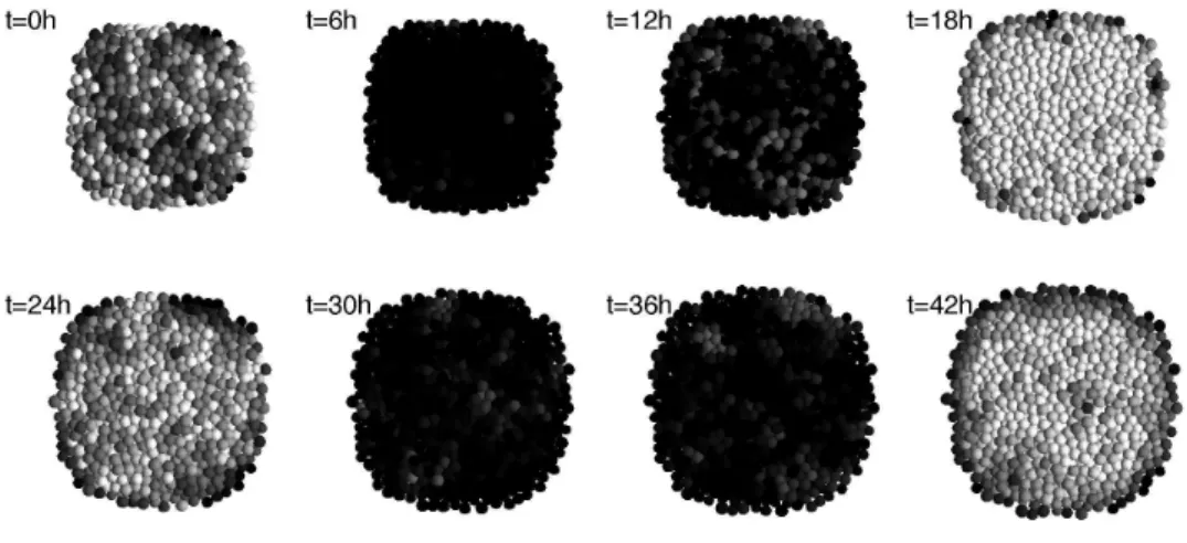 Figure 7.2: Synchronization of circadian clock in a proliferating cell population with Simuscale.