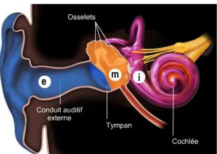 Figure 2. L'anatomie de l'oreille (source : image par Rémy Pujol, extraite  du site &#34;Voyage au Centre de l'Audition&#34; www.cochlea.eu, par R Pujol et 