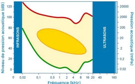 Figure 3. Le champ auditif chez l'homme. La ligne verte représente le seuil d’audibilité, la ligne rouge  représente le seuil d’inconfort, tandis que la zone jaune représente la zone optimale de sensibilité (adapté  d’une image par Antoine Lorenzi, extrait