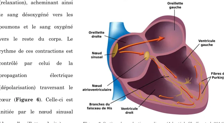 Figure 6. Système de conduction cardiaque (Adapté de Shaffer et al. 2014) 