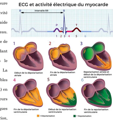 Figure 7. Electrocardiographie et activité électrique du myocarde  (Adapté de Shaffer et al