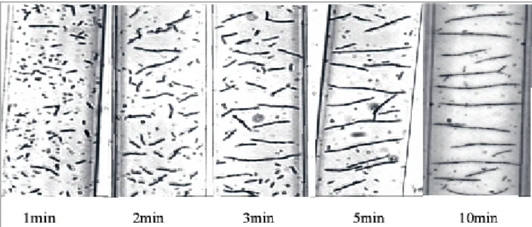 Figure 1.9 : suivi du nombre de liens particule–particule en fonction du temps passé sous champ, dans un capillaire de 50 µm de largueur.