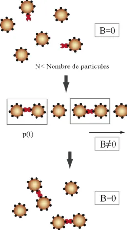 Figure 3.3 : principe de la méthode d’étude de cinétiques d’association ligand-récepteur.