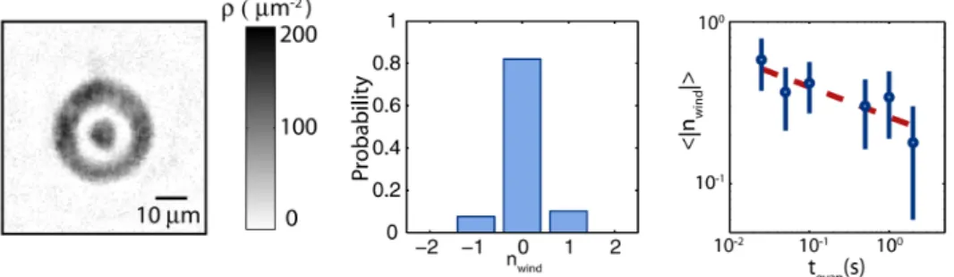 Figure 1.7: Kibble-Zurek mechanism in a ring geometry. Left: Initial clouds. The inner disk-shaped is the phase reference for matter-wave interferences