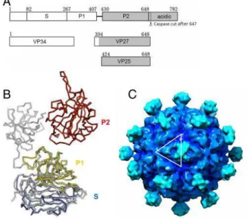 Figure 4 : Structure de l'astrovirus humain [45] 