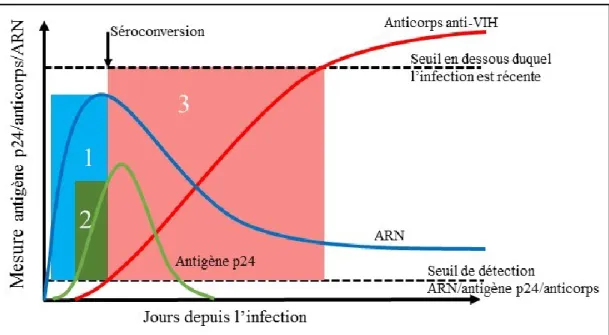 Figure II-1 : Dynamique de l’ARN viral, de l’antigène p24 et de l’anticorps anti-VIH. Période  1, durée entre la détection de l’ARN viral et la  séroconversion ; période 2, durée entre la  détection de l’antigène p24 et la séroconversion ; période 3, durée