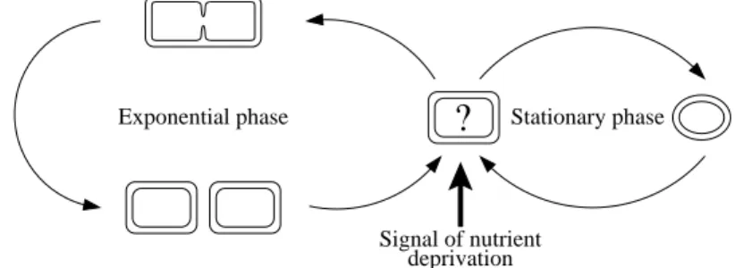 Fig. 6. Nutrient-stress response of bacteria during the transition from exponential to stationary phase.