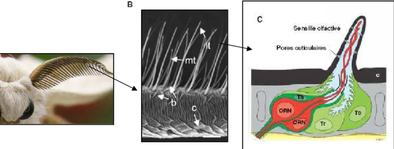Figure 7. De l antenne à la sensille olfactive, le cas de B. mori.  